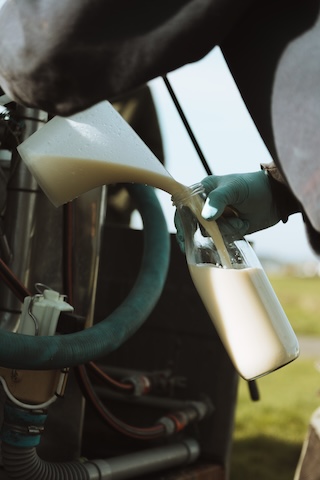 Le lait à la ferme